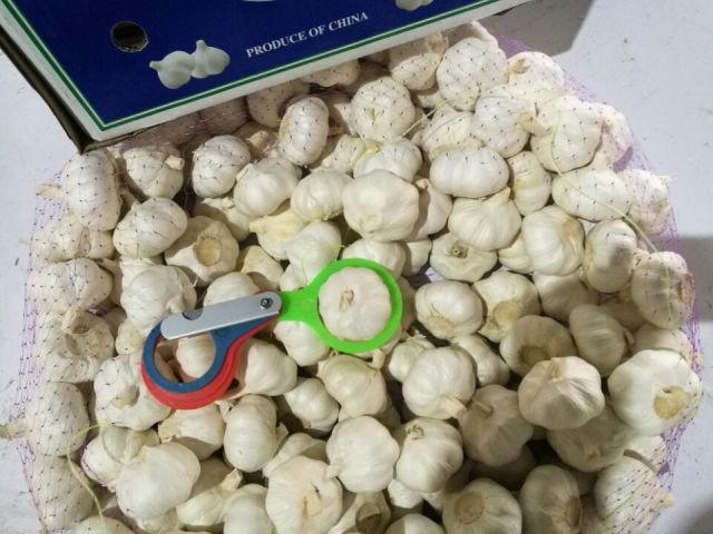 الثوم الأبيض النقي