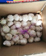 Fresh Pure White Garlic