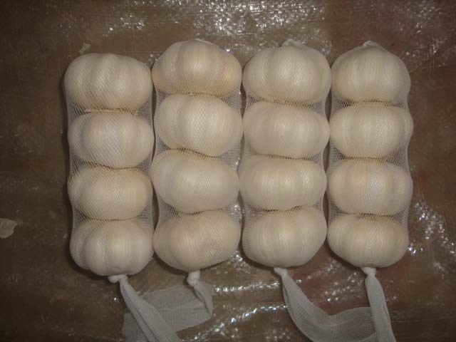 Ajo blanco puro fresco