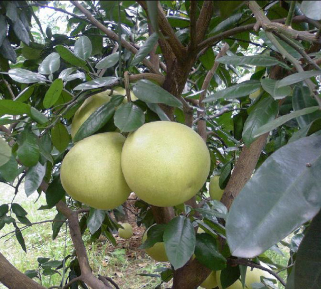 Fresh pomelo