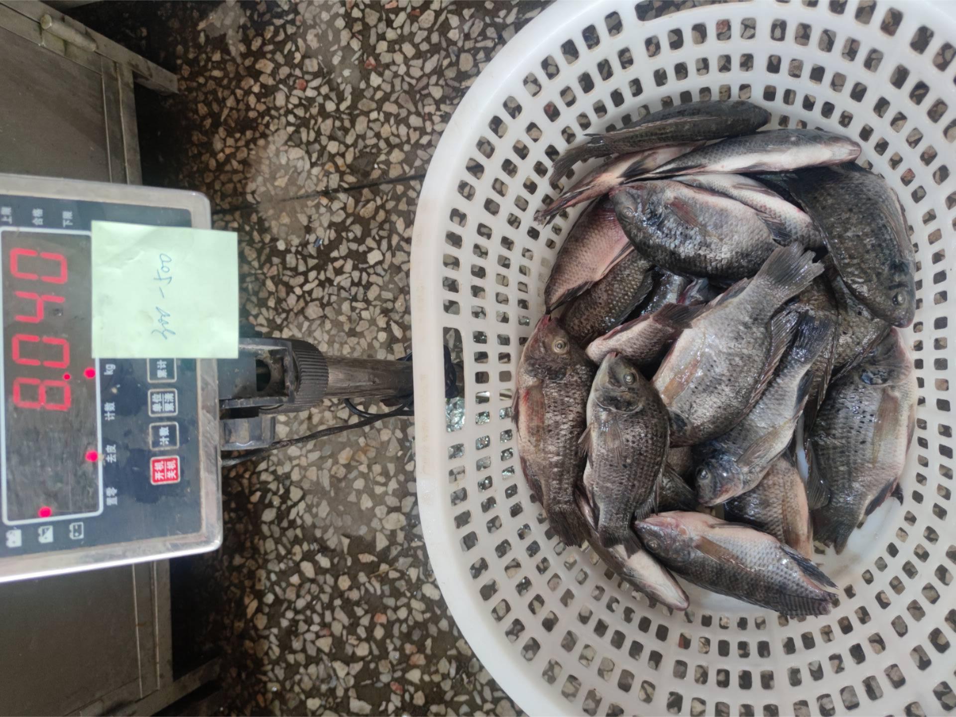 Frozen Tilapia