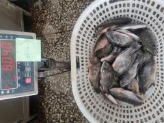 Frozen Tilapia