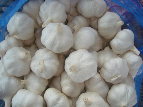 Pure White Garlic