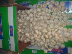 ثوم أبيض نقي طازج