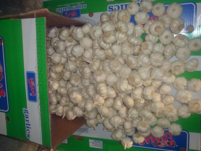 ثوم أبيض نقي طازج