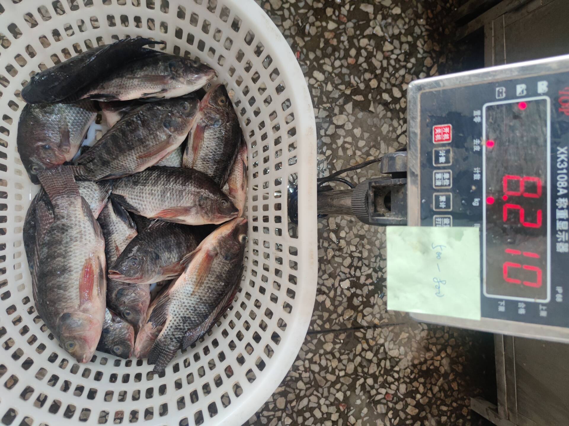 Frozen Tilapia