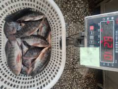 Frozen Tilapia