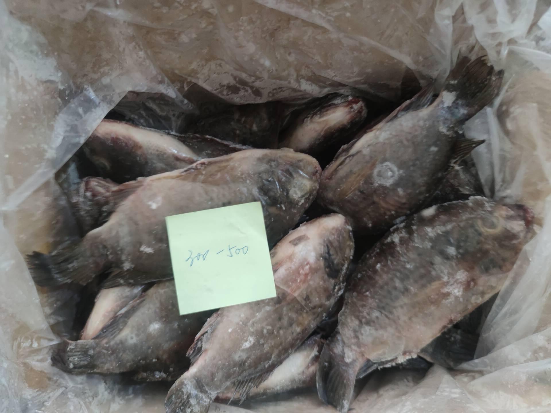 Frozen Tilapia