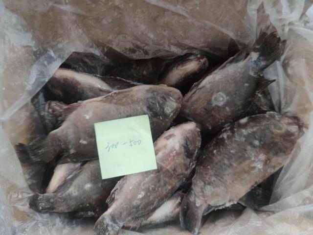 Frozen Tilapia