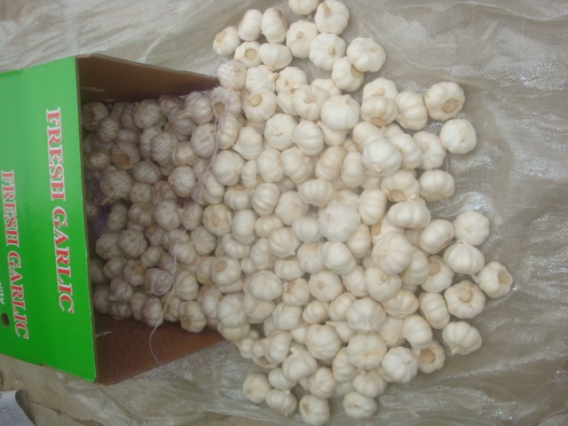 Ajo blanco puro fresco