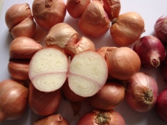Fresh shallot