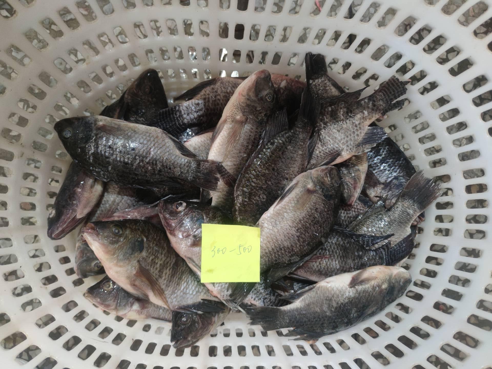 Frozen Tilapia
