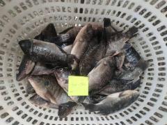 Frozen Tilapia
