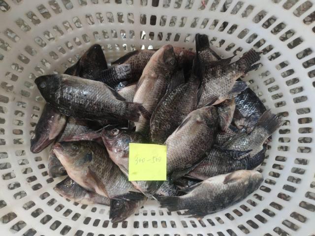 Frozen Tilapia