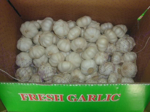 Ajo blanco puro fresco