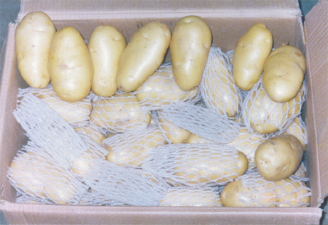 Fresh potato