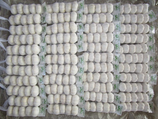Fresh Pure White Garlic
