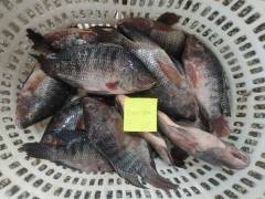 سمك البلطي المجمد