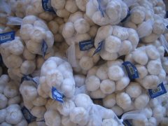 Ajo blanco puro fresco