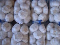 Ajo blanco puro fresco