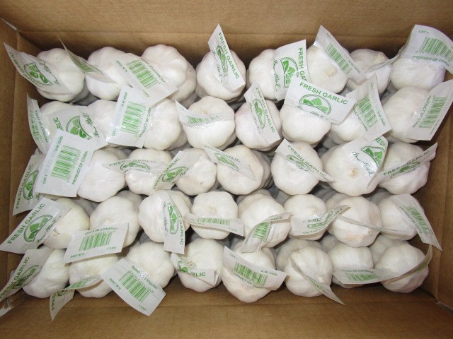 Fresh Pure White Garlic