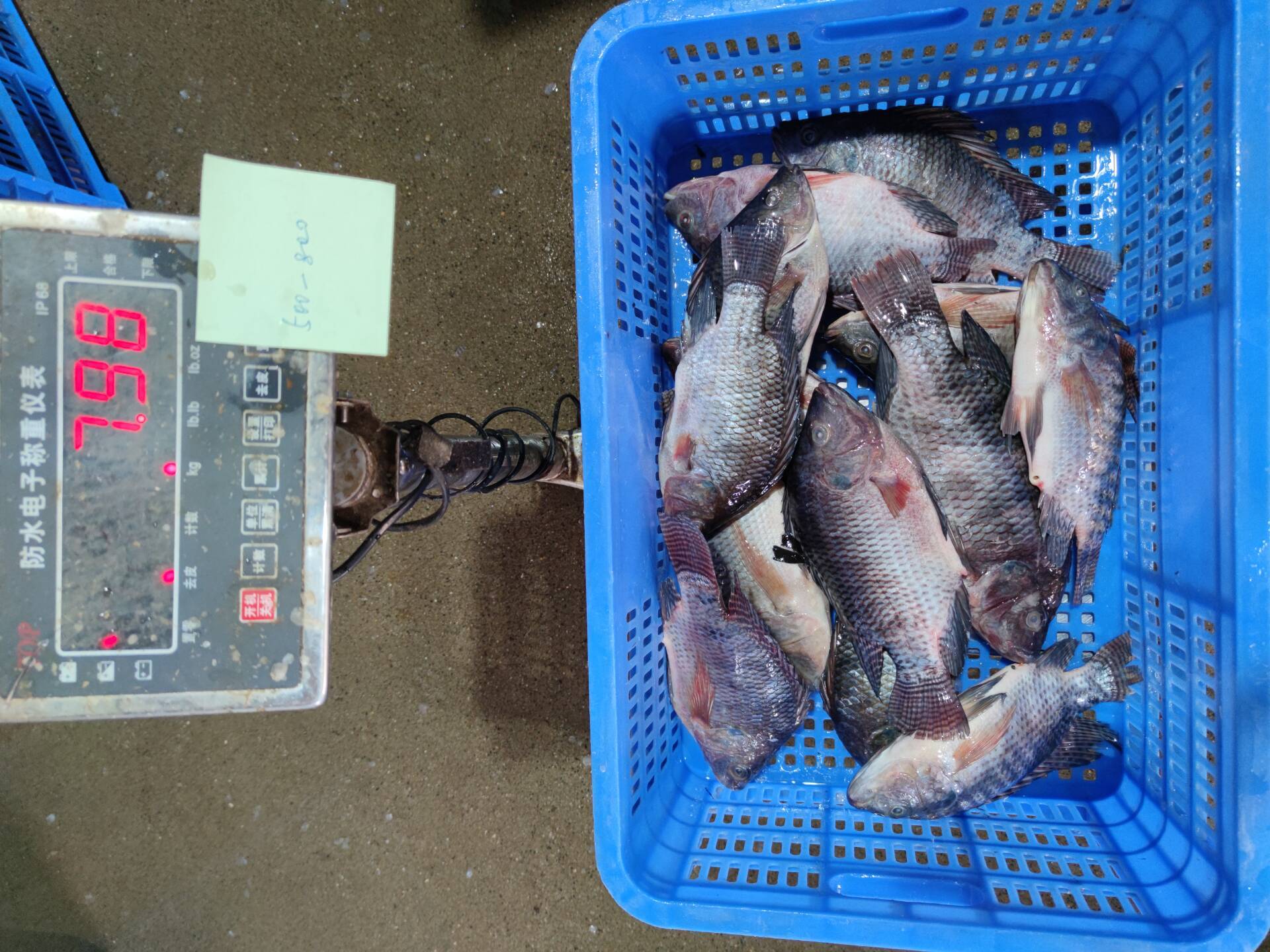 Frozen Tilapia