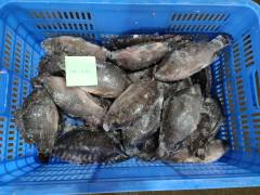 سمك البلطي المجمد