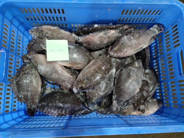 سمك البلطي المجمد