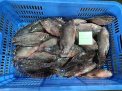 سمك البلطي المجمد