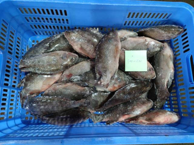 سمك البلطي المجمد