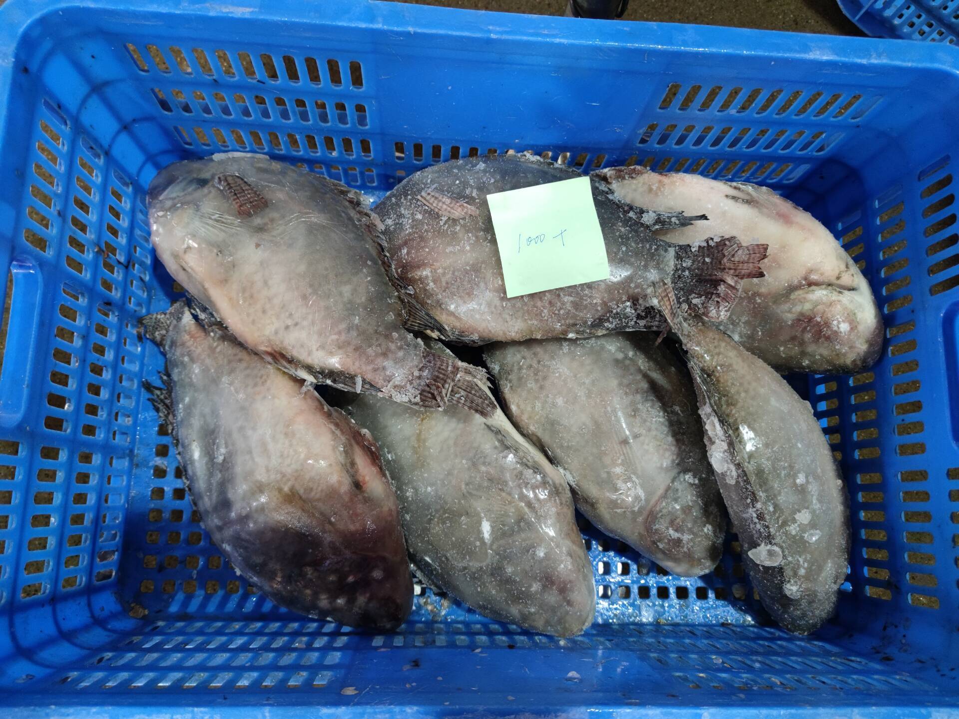 Frozen Tilapia