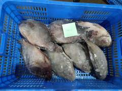 Frozen Tilapia