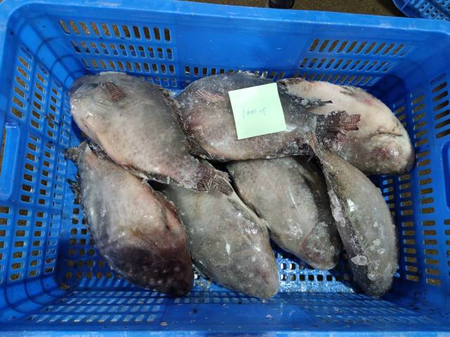 Frozen Tilapia