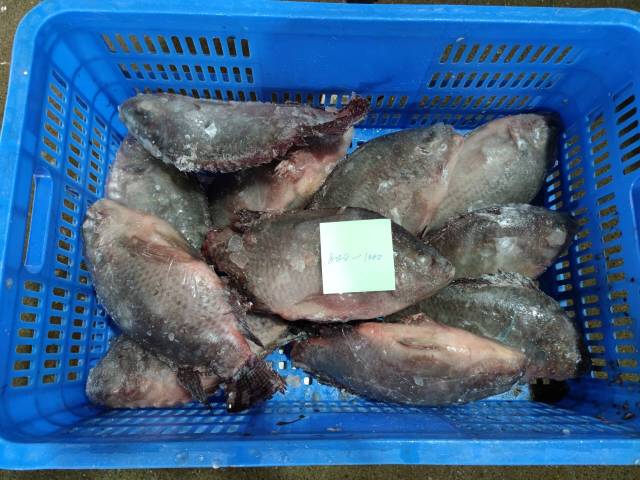Frozen Tilapia