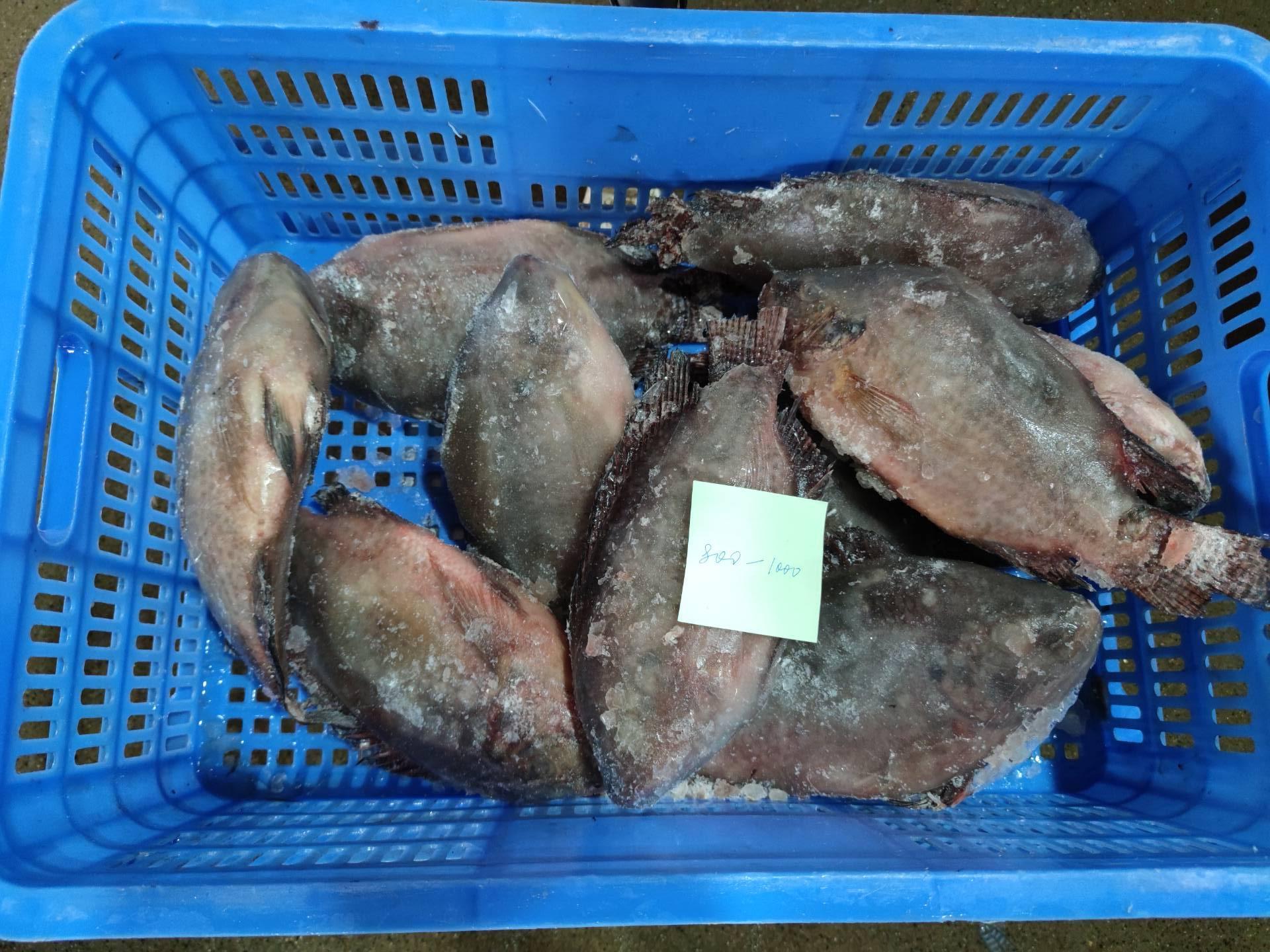 Frozen Tilapia