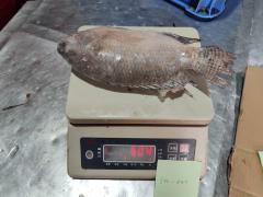 سمك البلطي المجمد