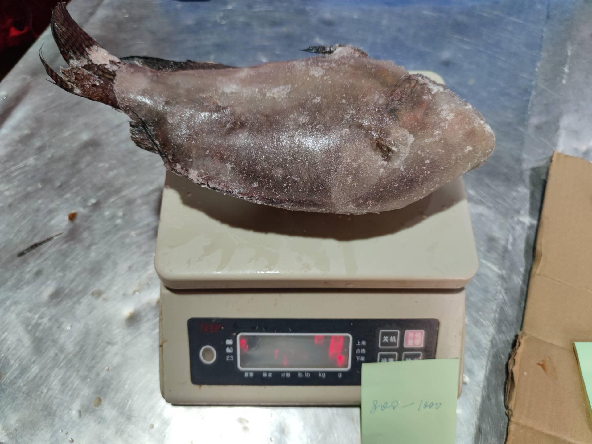 Frozen Tilapia