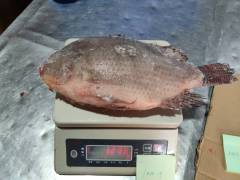 Frozen Tilapia