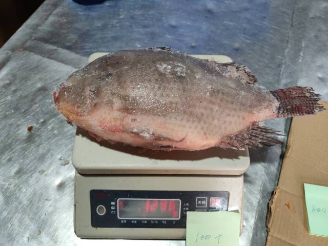 Frozen Tilapia