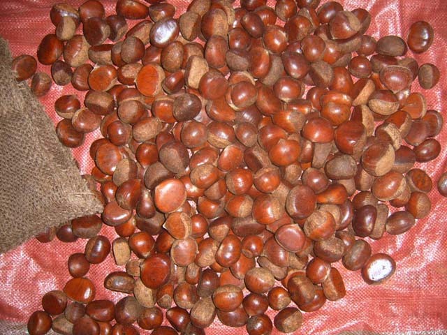 Chestnut