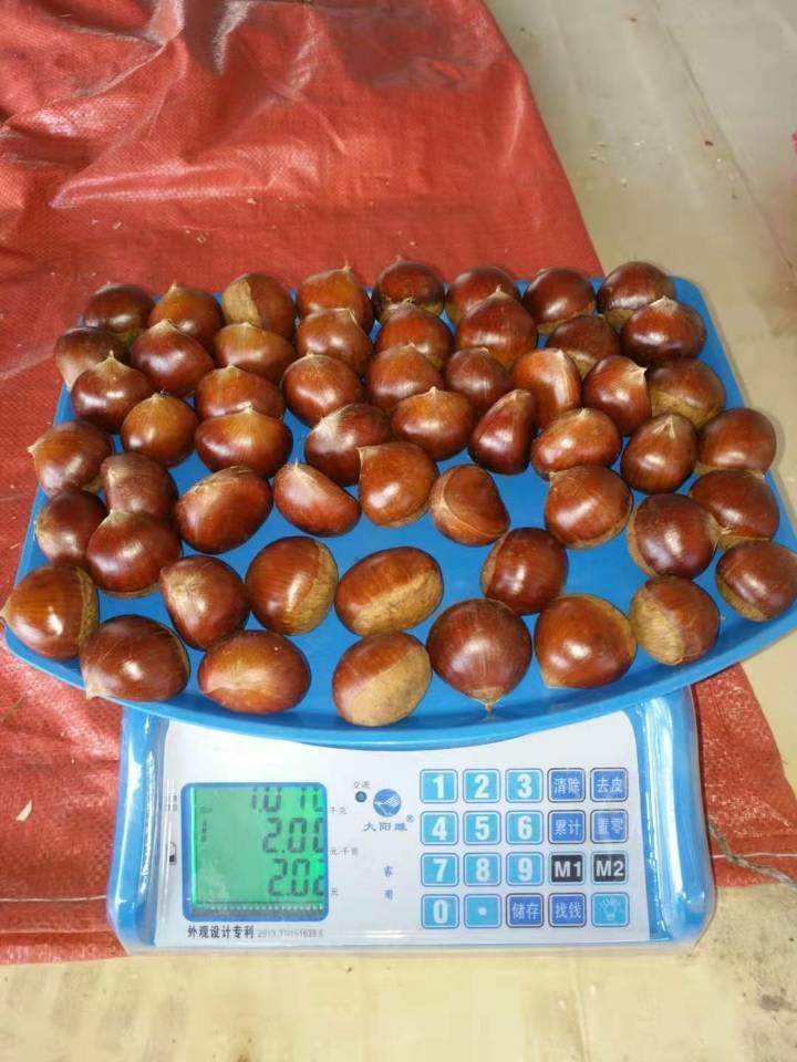 Chestnut