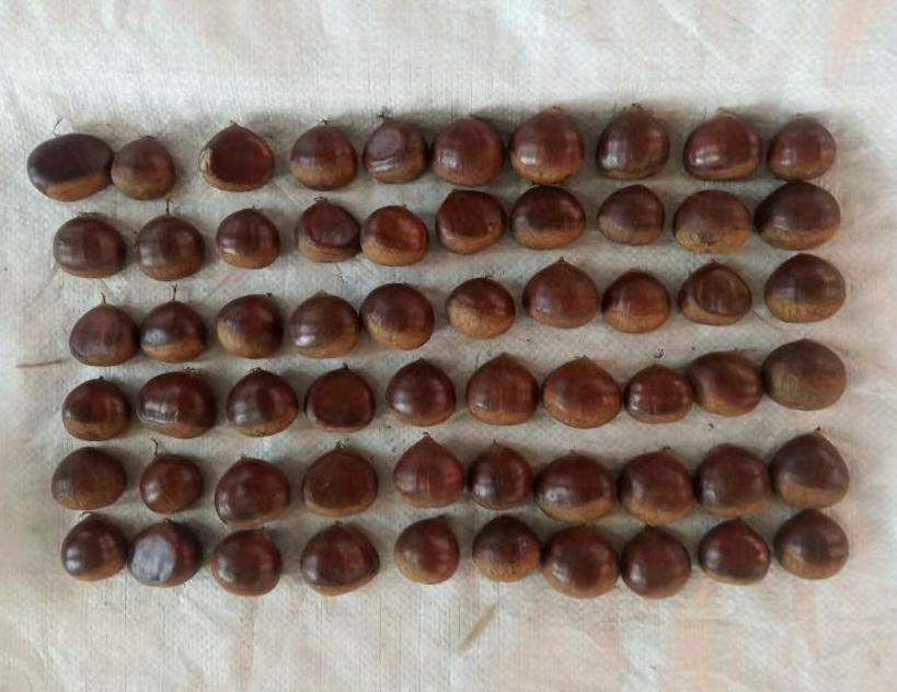 Chestnut