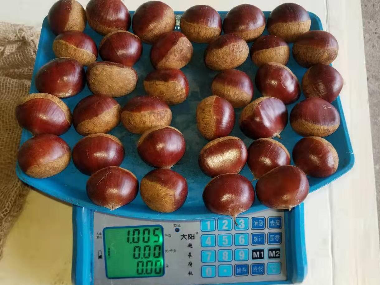 Chestnut