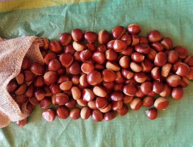 Chestnut