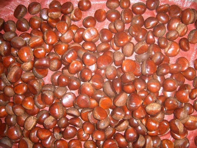 Chestnut
