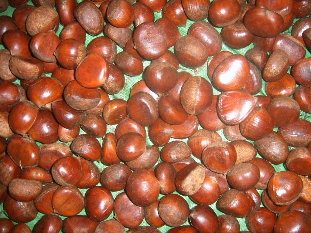 Chestnut