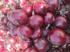 Oignon rouge frais