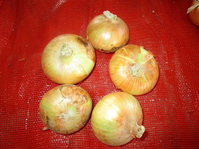 Fresh Yellow Onion