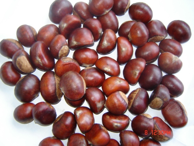 Chestnut