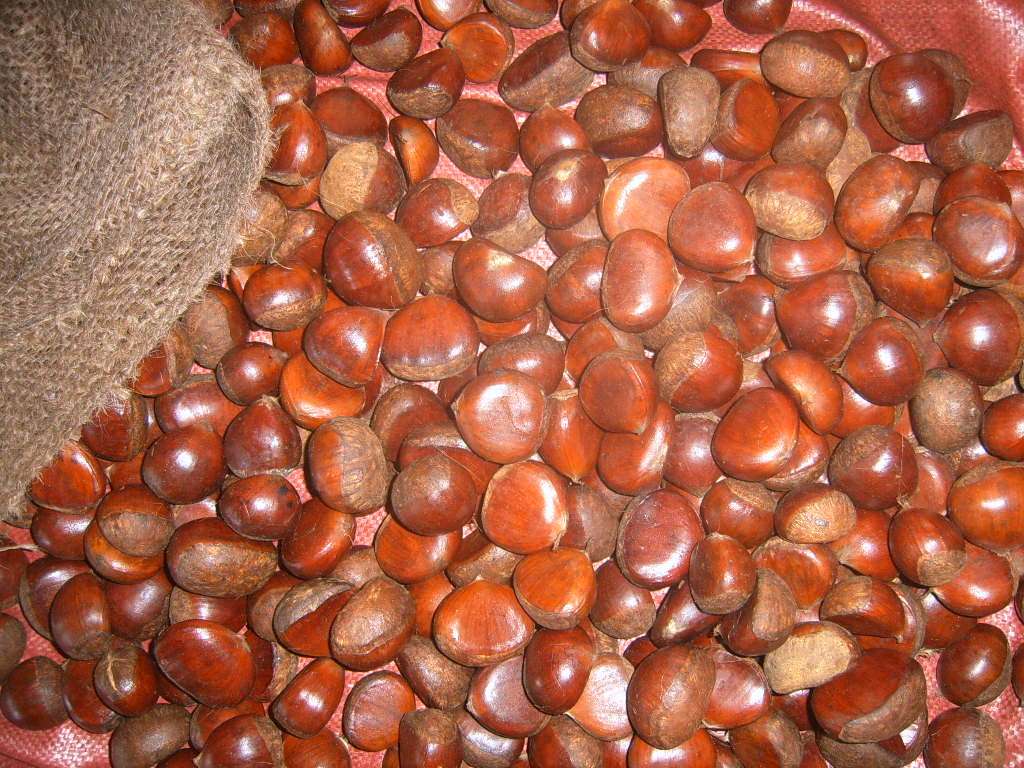 Chestnut